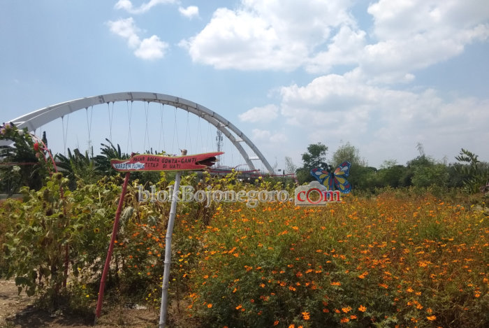 Berkebun Berdua, Sepasang Suami Istri Ciptakan Wisata Taman Bunga